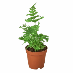 ‘Autumn’ Fern 8 ‘Autumn’ Fern -Green Garden Life Store 1 Fern Autumn 2 8affd636 9f17 4a03 bb8c bdeffb028267