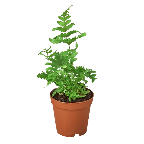 ‘Autumn’ Fern 5 ‘Autumn’ Fern - Image 3