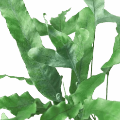 Fern ‘Blue Star’