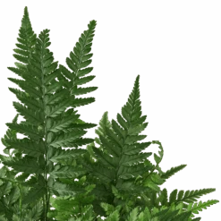 ‘Korean Rock’ Fern