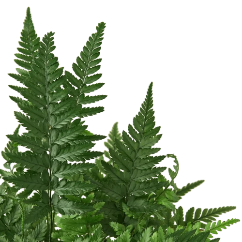 ‘Korean Rock’ Fern