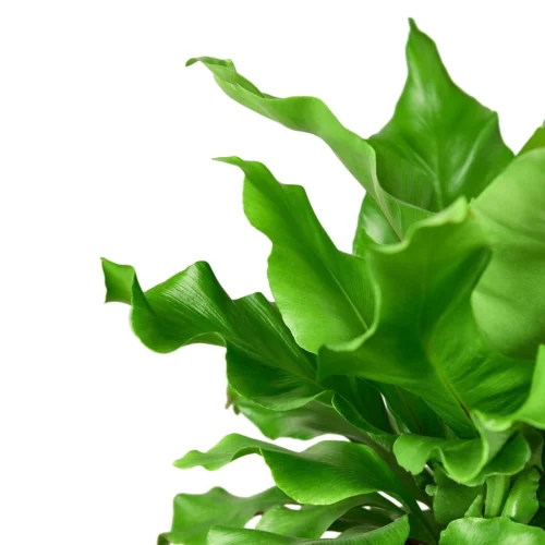 Bird’s Nest ‘Nidus’ Fern -Green Garden Life Store 1 Fern Nidus 6 DETAIL