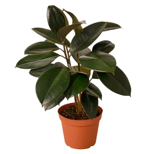 Ficus Elastica ‘Burgundy’ -Green Garden Life Store 1 Ficus Burgundy 6MAIN