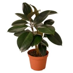 Ficus Elastica ‘Burgundy’ – 4″ Pot – NURSERY POT ONLY -Green Garden Life Store 1 Ficus Burgundy 6MAIN 5b34c4e9 df5d 4e3d b4cd 3fb545dde217