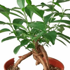 Ficus ‘Ginseng’ 6 Ficus ‘Ginseng’ -Green Garden Life Store 1 Ficus Ginseng 6 DETAIL removebg preview