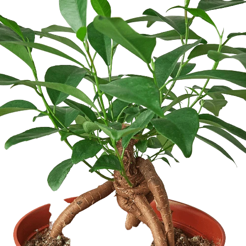 Ficus ‘Ginseng’ 4 Ficus ‘Ginseng’ - Image 2