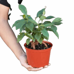 Ficus ‘Ginseng’ 7 Ficus ‘Ginseng’ -Green Garden Life Store 1 Ficus Ginseng 6 HOLD removebg preview