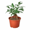 Ficus ‘Ginseng’ -Green Garden Life Store 1 Ficus Ginseng 6 removebg preview