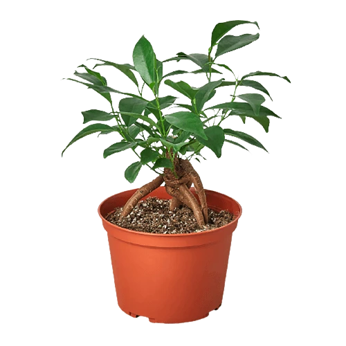 Ficus ‘Ginseng’ 3 Ficus ‘Ginseng’