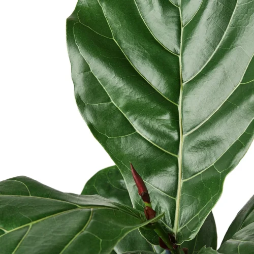Ficus Lyrata ‘Fiddle Leaf Fig’ – 6″ Pot – NURSERY POT ONLY -Green Garden Life Store 1 Ficus Lybata 6 DETAIL 0fc402ee dc96 4fa9 9567 0e85539039d4