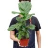 Ficus Lyrata ‘Fiddle Leaf Fig’ – 6″ Pot – NURSERY POT ONLY -Green Garden Life Store 1 Ficus Lybata 6 HOLD f1fd79bc 4e0f 49ab b17e 14debe1b30ae
