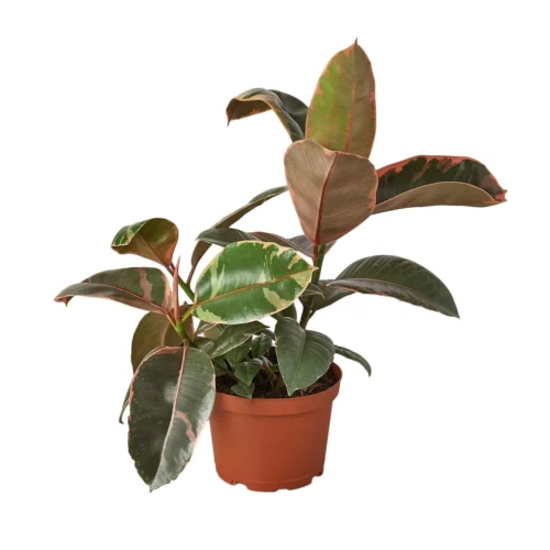 Ficus Elastica ‘Ruby Pink’ – 6″ Pot – NURSERY POT ONLY
