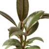 Ficus Elastica ‘Tineke’ – 4″ Pot – NURSERY POT ONLY -Green Garden Life Store 1 Ficus Tineke 4DETAIL fd9b5f72 14a5 4924 85af c86e0454ddc2