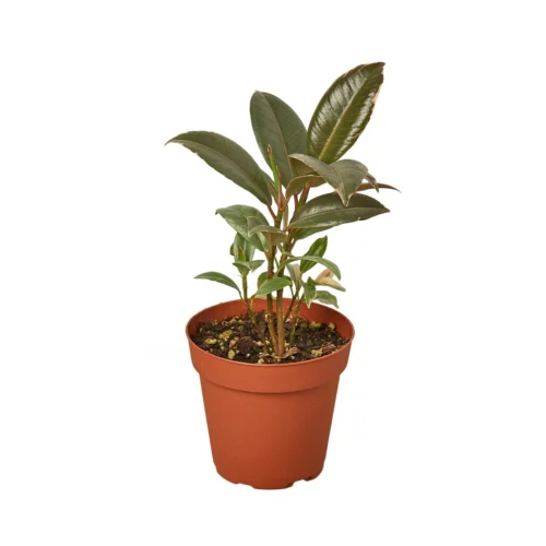 Ficus Elastica ‘Tineke’ – 4″ Pot – NURSERY POT ONLY -Green Garden Life Store 1 Ficus Tineke 4MAIN 2ec671a0 65d9 46f4 90ff b9a322efba7e