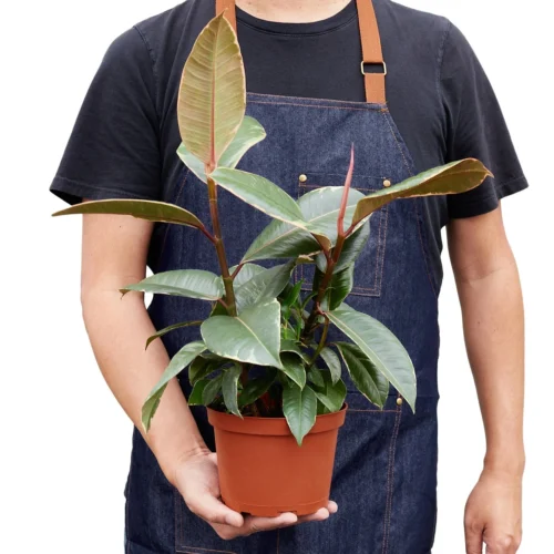 Ficus Elastica ‘Tineke’ – 4″ Pot – NURSERY POT ONLY -Green Garden Life Store 1 Ficus Tineke 6 HOLD 97457194 3147 48fa a634 98cd823ce97e