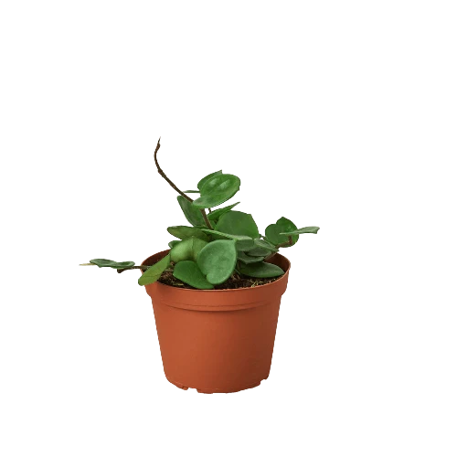 Hoya Carnosa ‘Chelsea’ – 6″ Pot – NURSERY POT ONLY