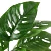 Monstera Adansonii ‘Swiss Cheese’ -Green Garden Life Store 1 Monstera SwissCheese 4 DETAIL