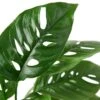 Monstera Adansonii ‘Swiss Cheese’ – 4″ Pot – NURSERY POT ONLY 1 Monstera Adansonii ‘Swiss Cheese’ – 4″ Pot – NURSERY POT ONLY -Green Garden Life Store 1 Monstera SwissCheese 4 DETAIL 00058096 ab87 49cc 9500 9c9e1a48bbac