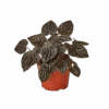Peperomia ‘Ripple Red’ – 4″ Pot – NURSERY POT ONLY -Green Garden Life Store 1 Peperomia Ripple Red 4 a7541174 839e 4a18 8d0c 41f3861229e5
