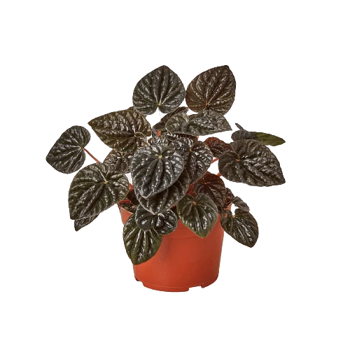 Peperomia ‘Ripple Red’ – 4″ Pot – NURSERY POT ONLY