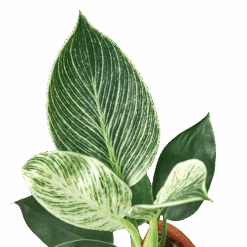 Philodendron ‘Birkin’