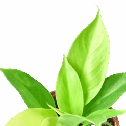 Philodendron ‘Moonlight’ – 4″ Pot – NURSERY POT ONLY