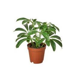 Schefflera Arboricola ‘Umbrella’ 7 Schefflera Arboricola ‘Umbrella’ -Green Garden Life Store 1 Schefflera Arboricola 2 c2346d3e 468c 45aa b580 e18771a033d3