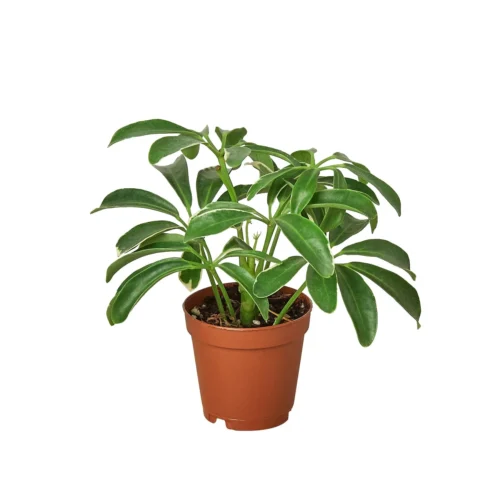 Schefflera Arboricola ‘Umbrella’ -Green Garden Life Store 1 Schefflera Arboricola 2 c2346d3e 468c 45aa b580 e18771a033d3
