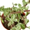 Succulent ‘Rainbow Elephant Bush’ -Green Garden Life Store 1 Succulent Parthcalaria Elephant Bush Var DETAIL 4
