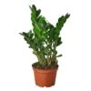 Zamioculcas Zamiifolia ZZ – 6″ Pot –NURSERY POT ONLY