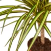 Dracaena Marginata ‘Sunshine’ -Green Garden Life Store 107758ef f2a9 5ee6 aad8 3d33f48fd782