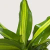 Dracaena Golden Heart -Green Garden Life Store 10 DRACAENA GOLDEN.HEART 2