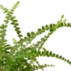 Fern ‘Lemon Button’ – 4″ Pot – NURSERY POT ONLY