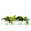4 Different Pothos Plants In 4″ Pots – Live House Plant -Green Garden Life Store 17b773a5 7ec8 57f2 91a5 a3fdecca24ba scaled 1
