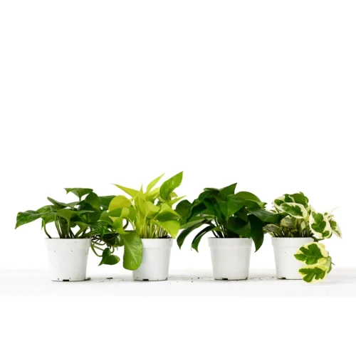 4 Different Pothos Plants In 4″ Pots – Live House Plant