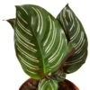 Calathea ‘Ornata’ -Green Garden Life Store 1a2fdea3 c96b 5264 97bd d74d2321e3bf