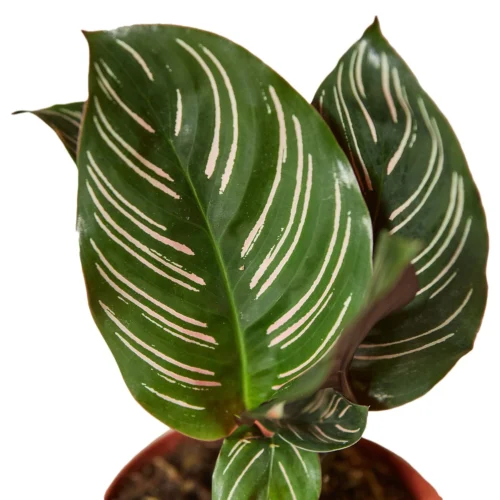 Calathea ‘Ornata’