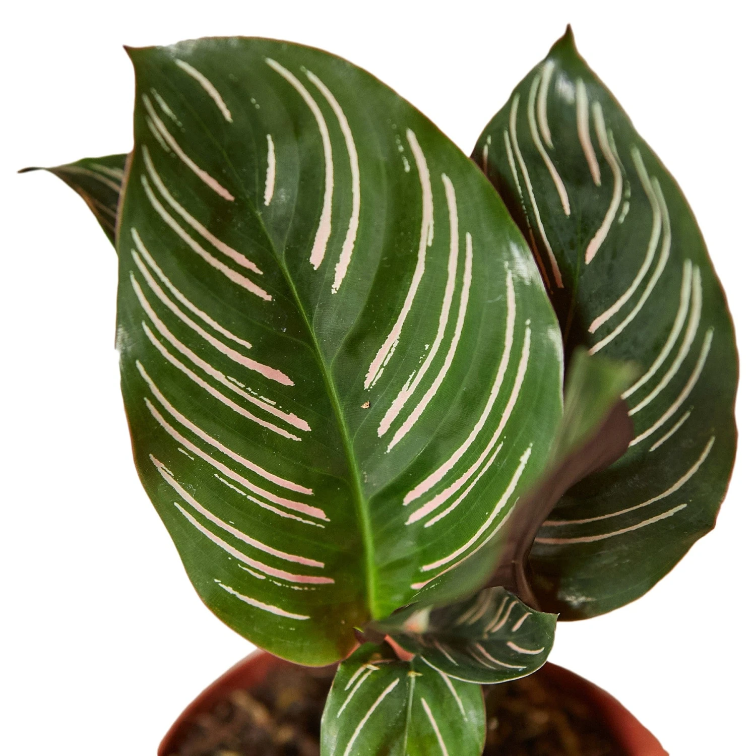 Calathea ‘Ornata’ 3 Calathea ‘Ornata’