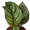 Calathea ‘Ornata’ – 4″ Pot – NURSERY POT ONLY
