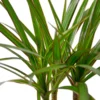 Dracaena Marginata Cane -Green Garden Life Store 1a68dea7 68aa 5c05 b4ba 48ef1f9d489f