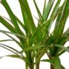 Dracaena Marginata Cane – 4″ Pot – NURSERY POT ONLY -Green Garden Life Store 1a68dea7 68aa 5c05 b4ba 48ef1f9d489f 62e110c0 1602 4f58 981f ebcdef44e0b9