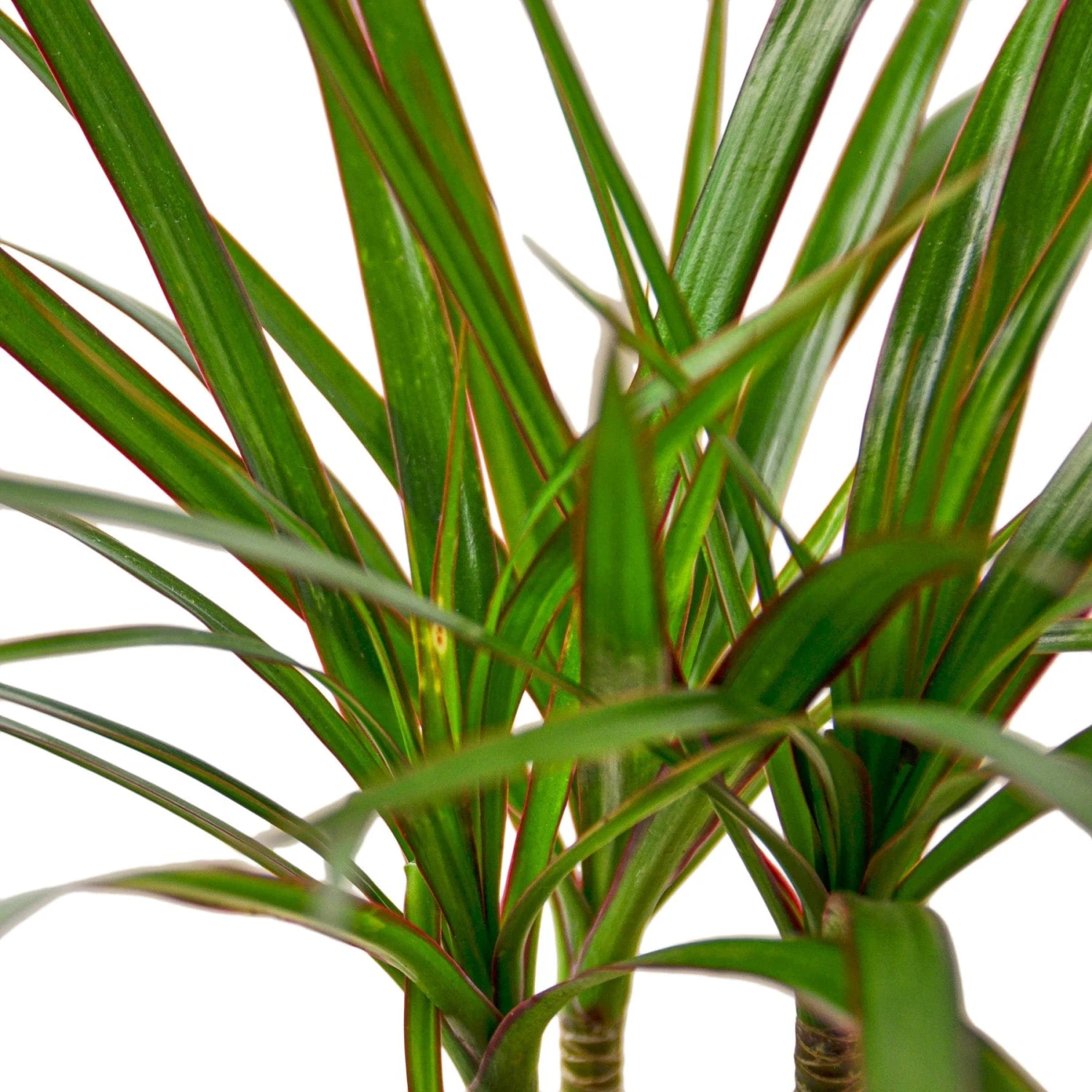 Dracaena Marginata Cane – 4″ Pot – NURSERY POT ONLY