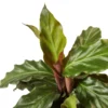 Calathea Rufibarba ‘Furry Feather’ -Green Garden Life Store 2625937a b655 559e a66d 6215c861071f