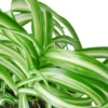 Spider Plant ‘Bonnie’ -Green Garden Life Store 297e9109 18dd 5f7a ac5d 5211e6ada24f