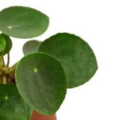 Pilea Peperomioides ‘Chinese Money’