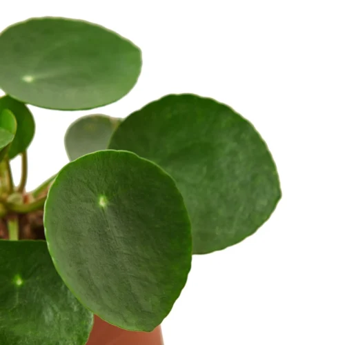 Pilea Peperomioides ‘Chinese Money’ – 6″ Pot – NURSERY POT ONLY