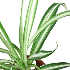 Spider Plant Reverse -Green Garden Life Store 2 SPIDER REVERSE 2