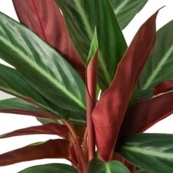 Stromanthe Sanguinea -Green Garden Life Store 2c3f4545 d0e4 53df 9425 8ad5b5732717 effc8150 8017 4a95 b10e 19fdf395e84b