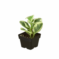 Peperomia ‘Marble’ 7 Peperomia ‘Marble’ -Green Garden Life Store 3 PEPEROMIA MARBLE 1 removebg preview