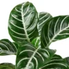 Zebra ‘Aphelandra’ -Green Garden Life Store 30b3997d 1e19 51a8 826c 35c2b6d6641e